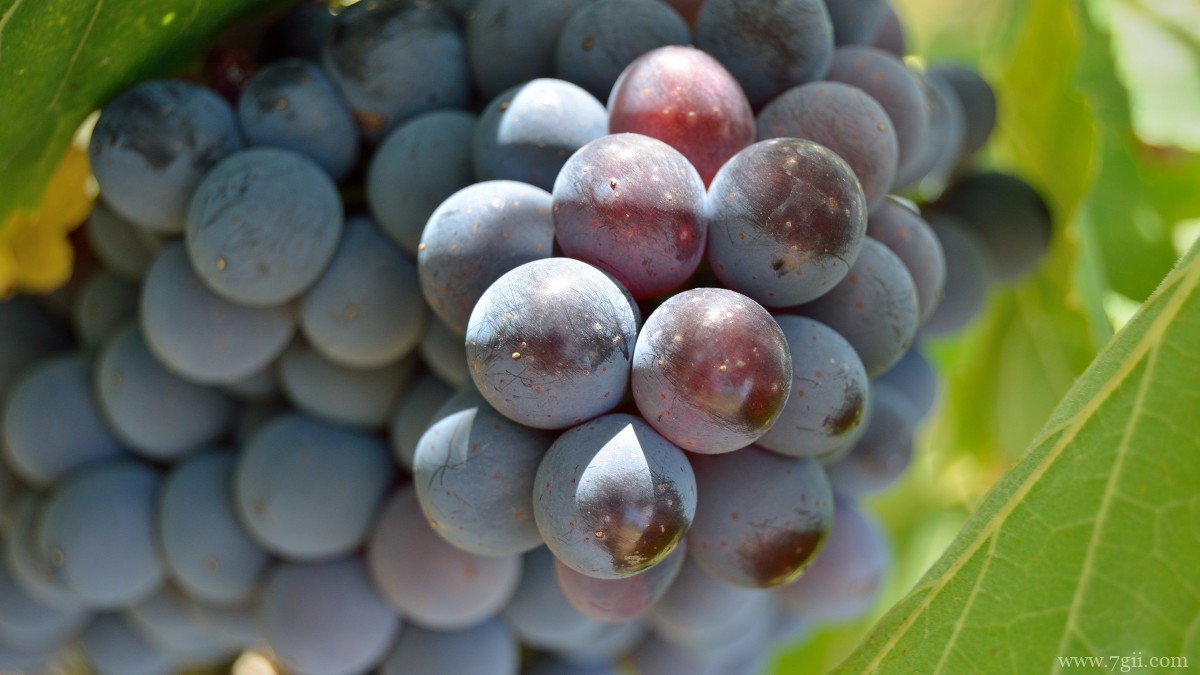 高清葡萄图片大图