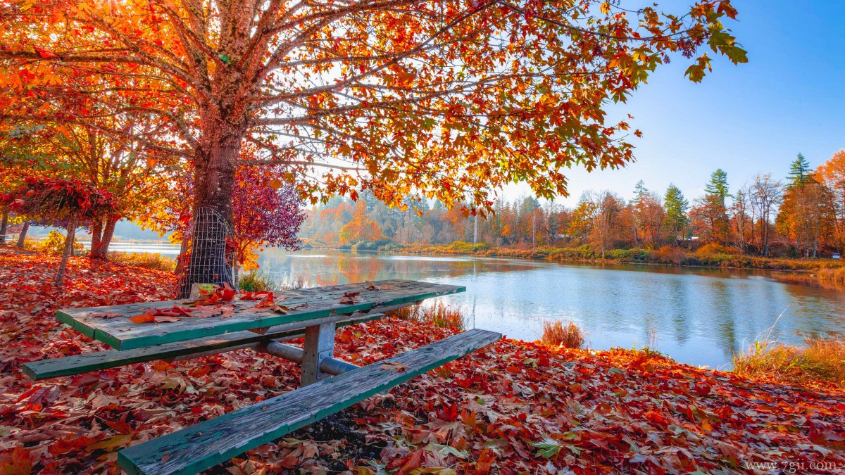 秋季满地金黄的枫叶图片