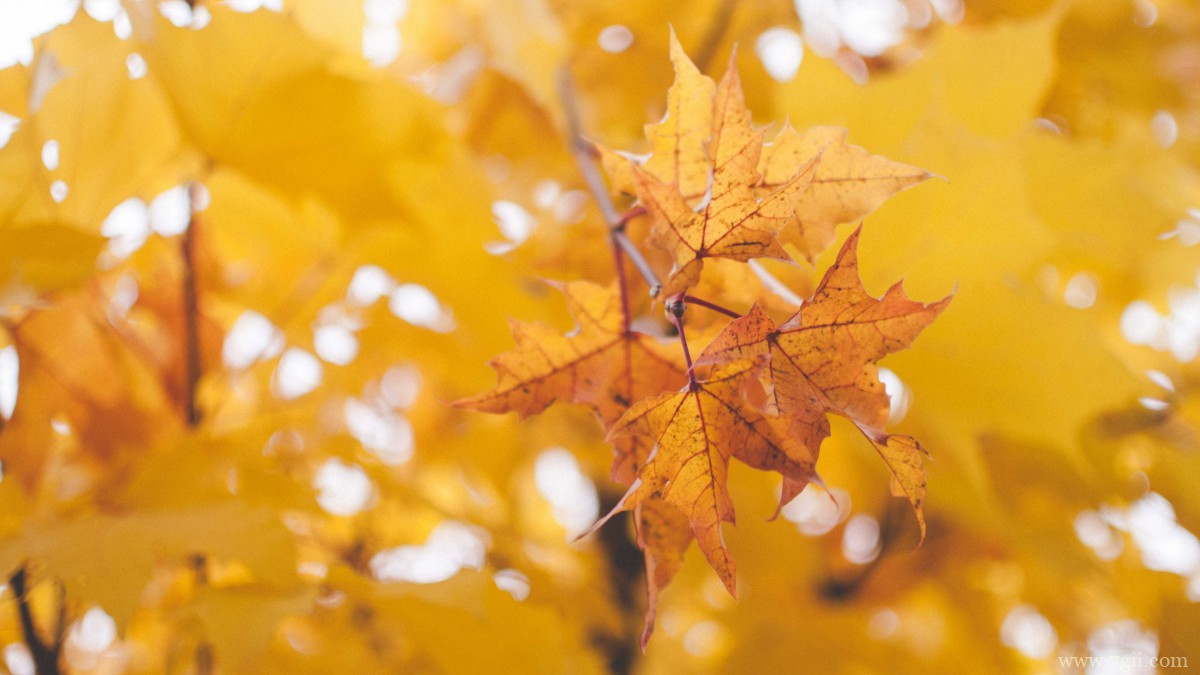 秋季满地金黄的枫叶图片