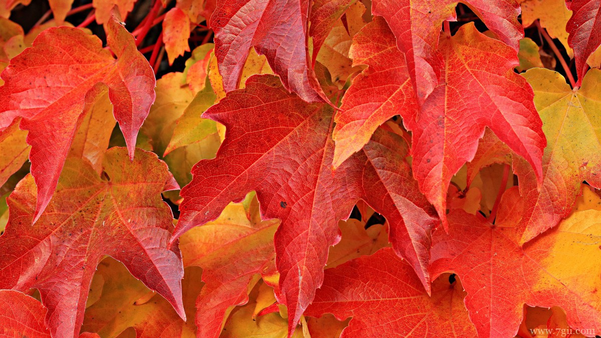 秋季满地金黄的枫叶图片