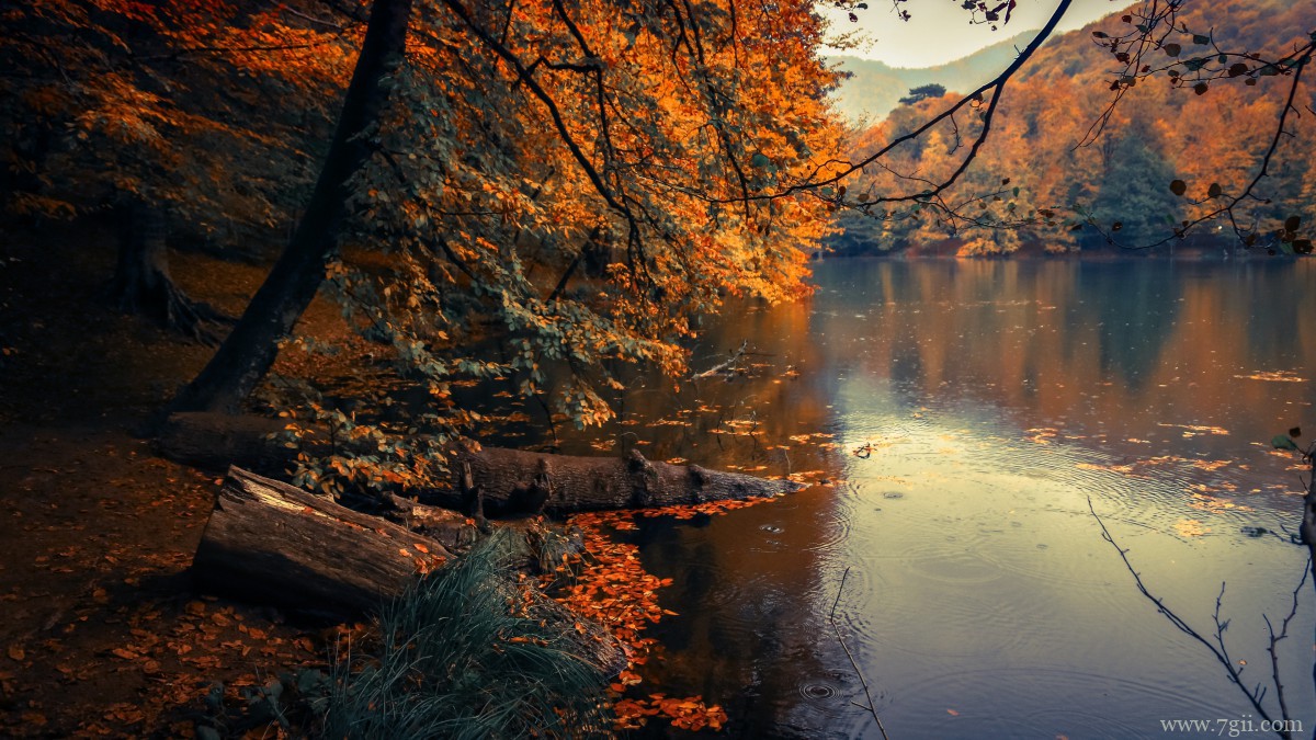 秋季满地金黄的枫叶图片