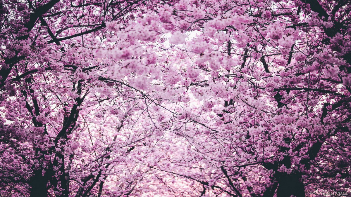 鲜艳的樱花高清图片