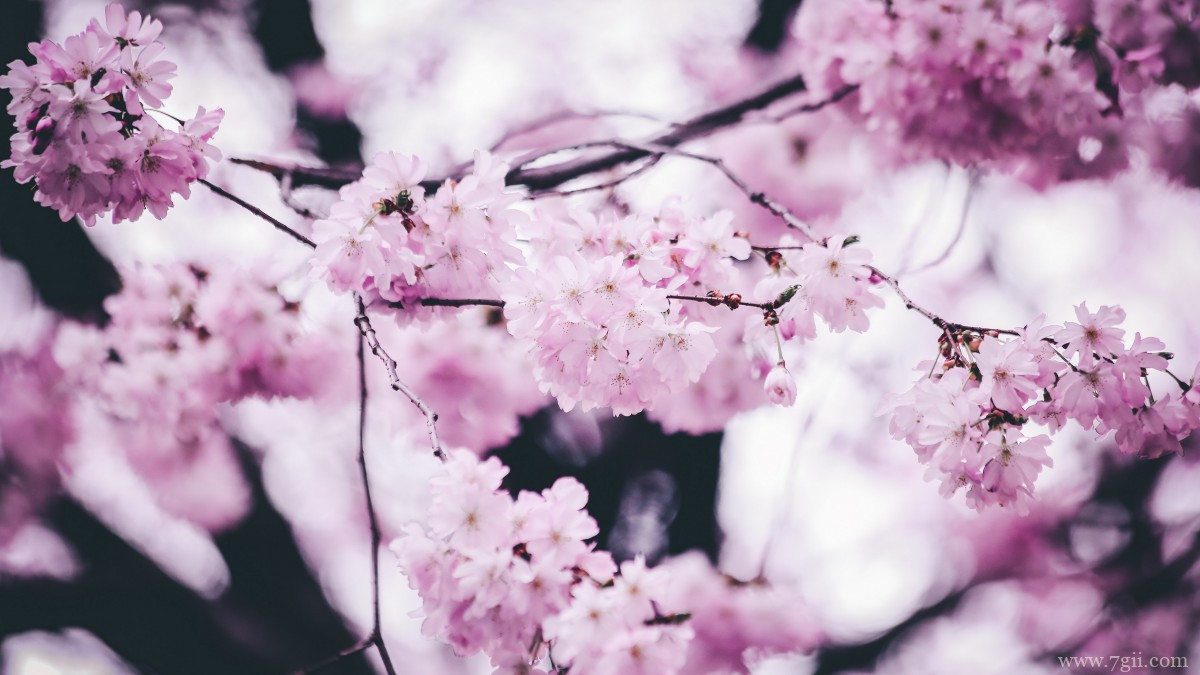 鲜艳的樱花高清图片