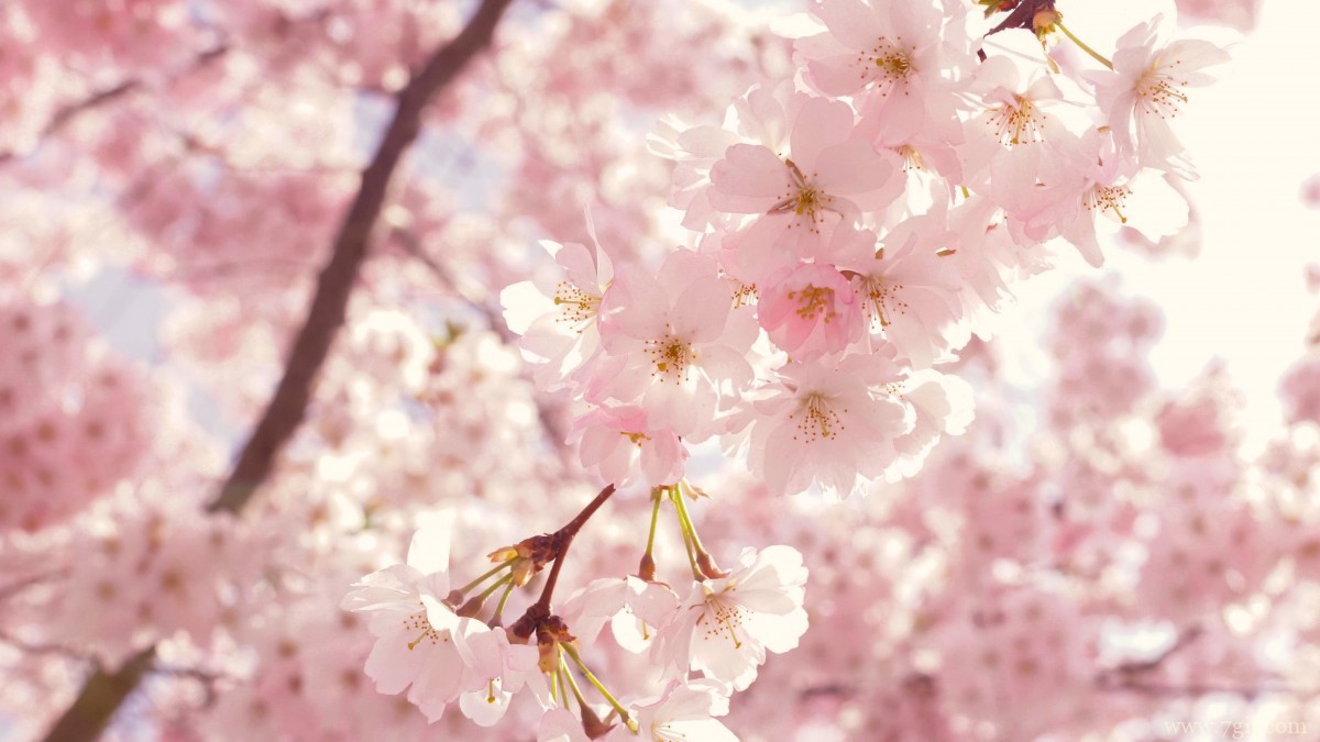 鲜艳的樱花高清图片