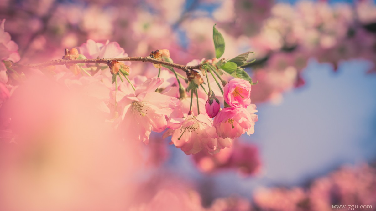 鲜艳的樱花高清图片