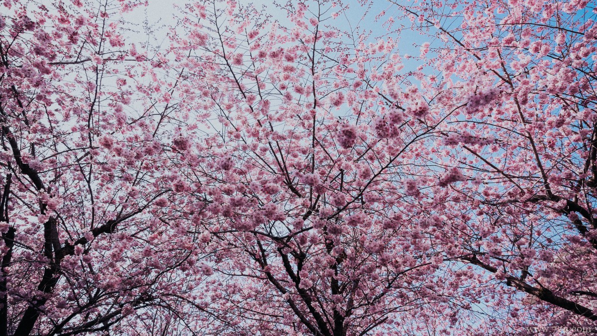 鲜艳的樱花高清图片