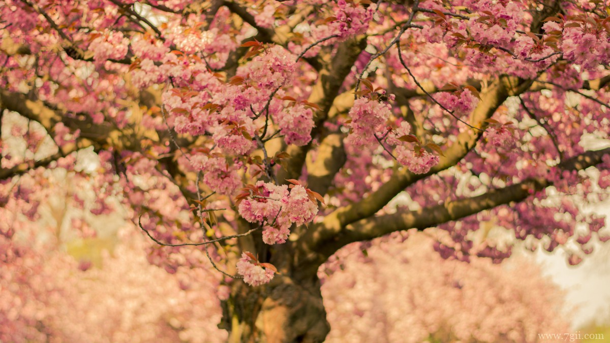 鲜艳的樱花高清图片