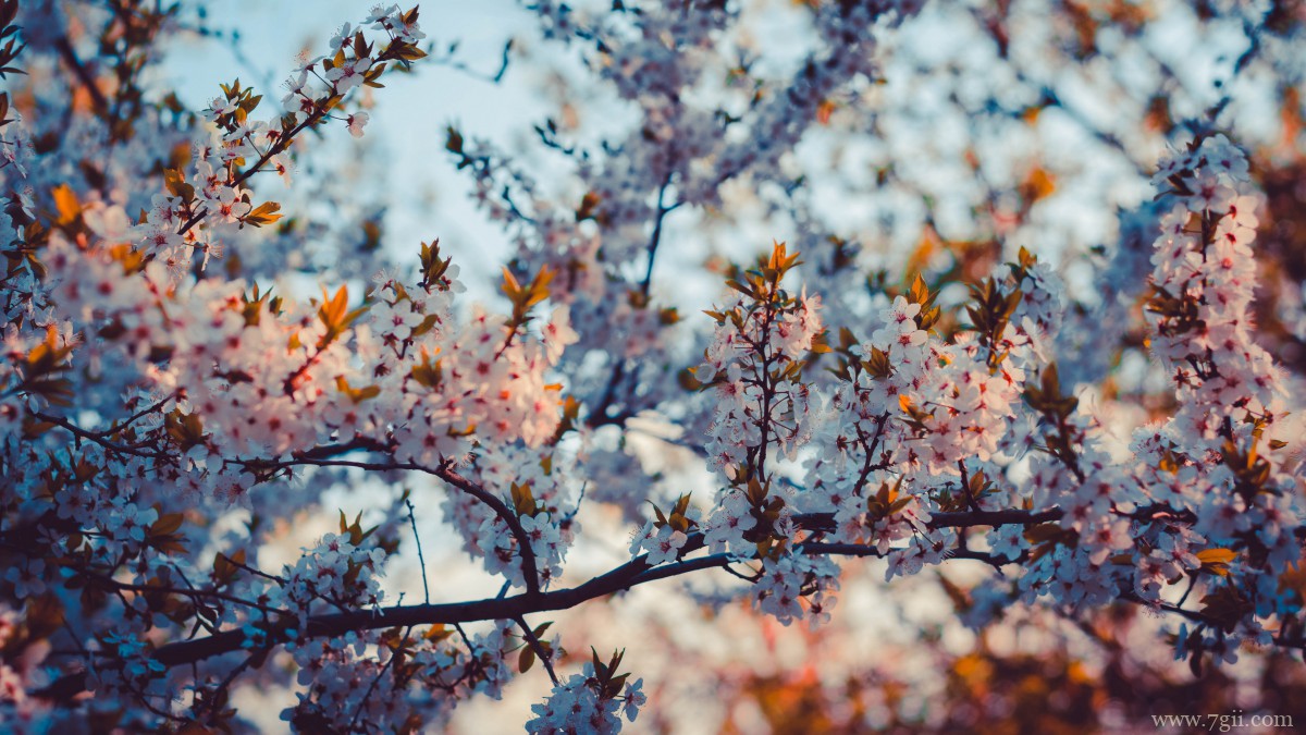 鲜艳的樱花高清图片