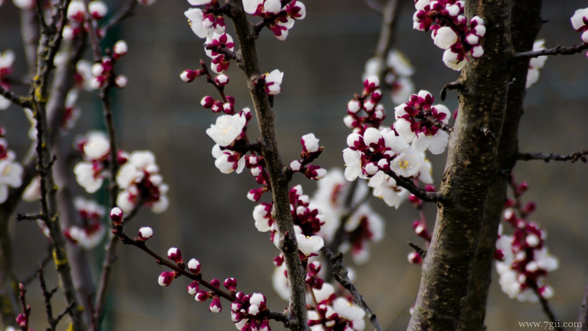 鲜艳的樱花高清图片