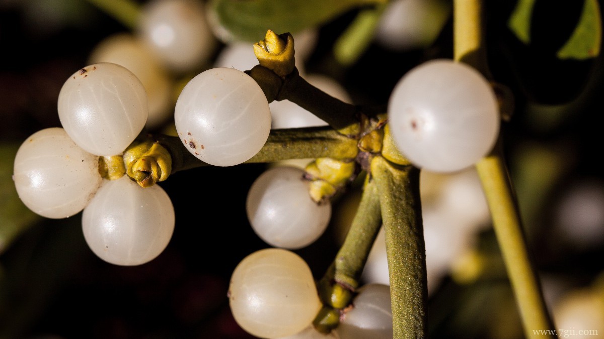 高清槲寄生图片