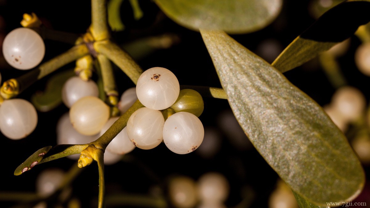 高清槲寄生图片