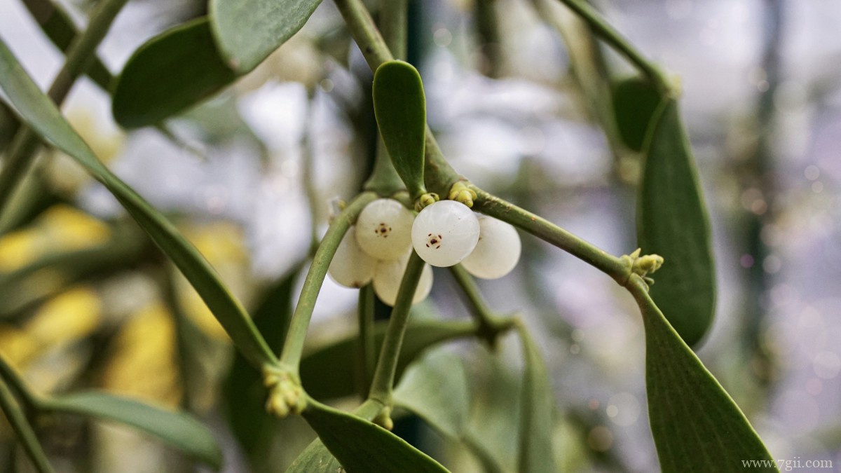 高清槲寄生图片