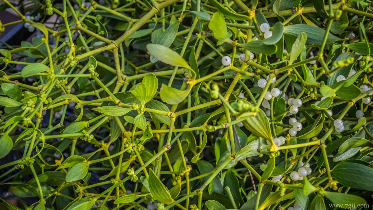 高清槲寄生图片