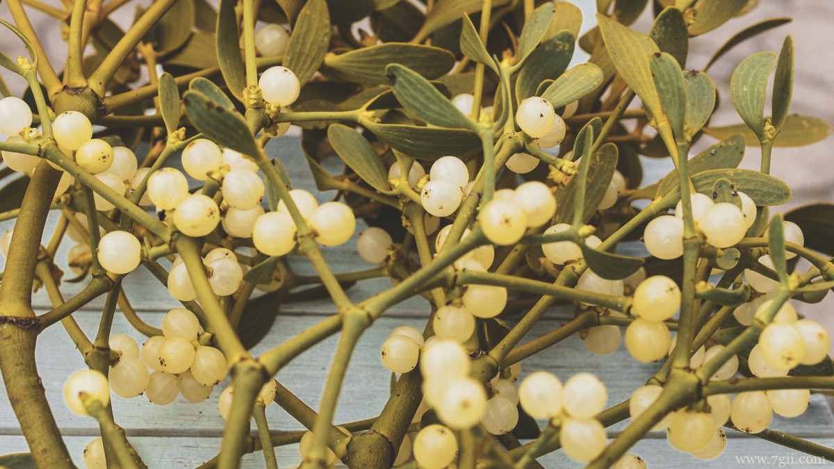 高清槲寄生图片