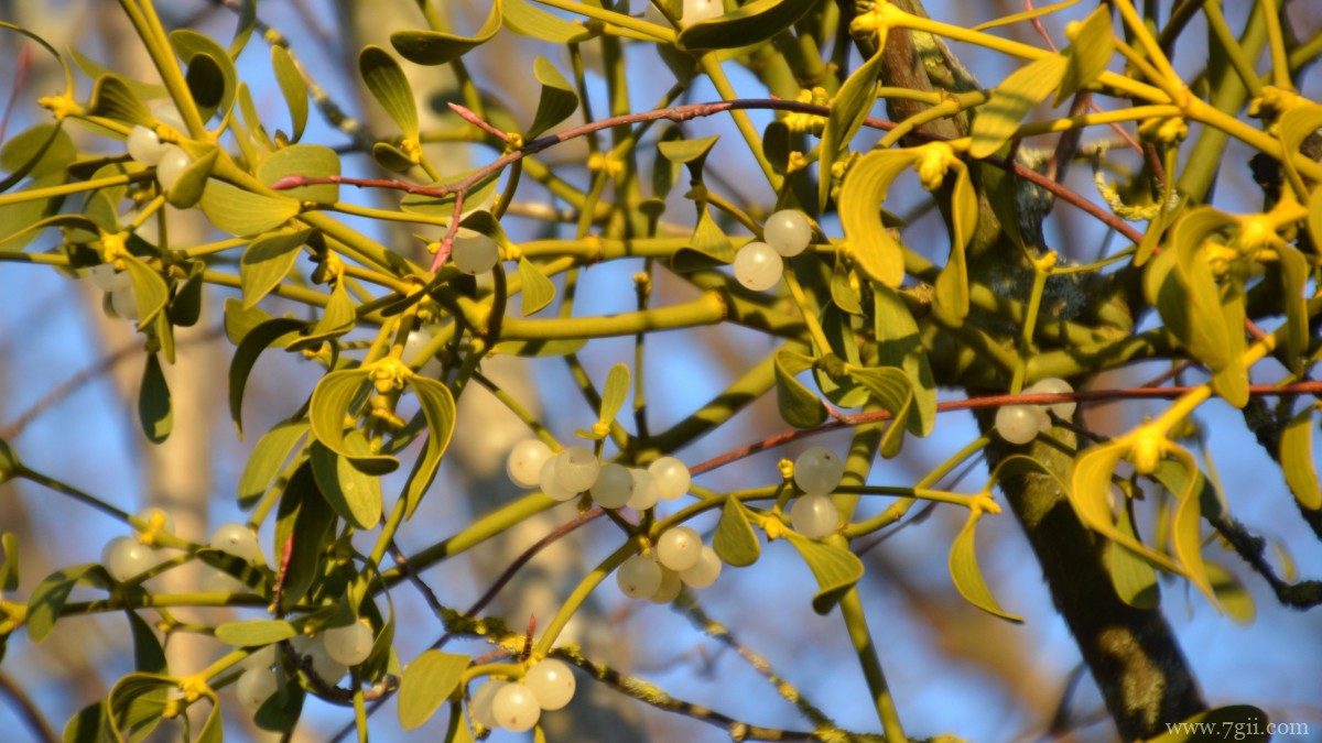 高清槲寄生图片