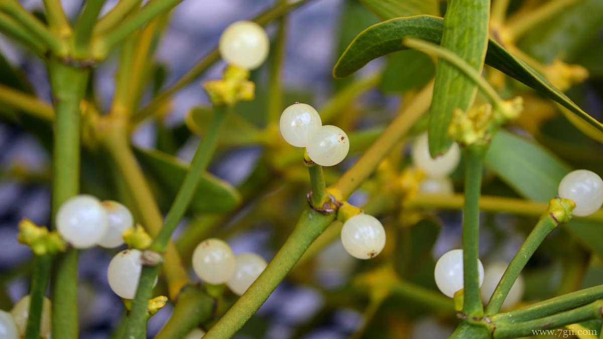 高清槲寄生图片