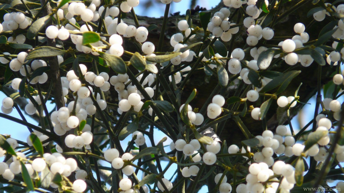 高清槲寄生图片
