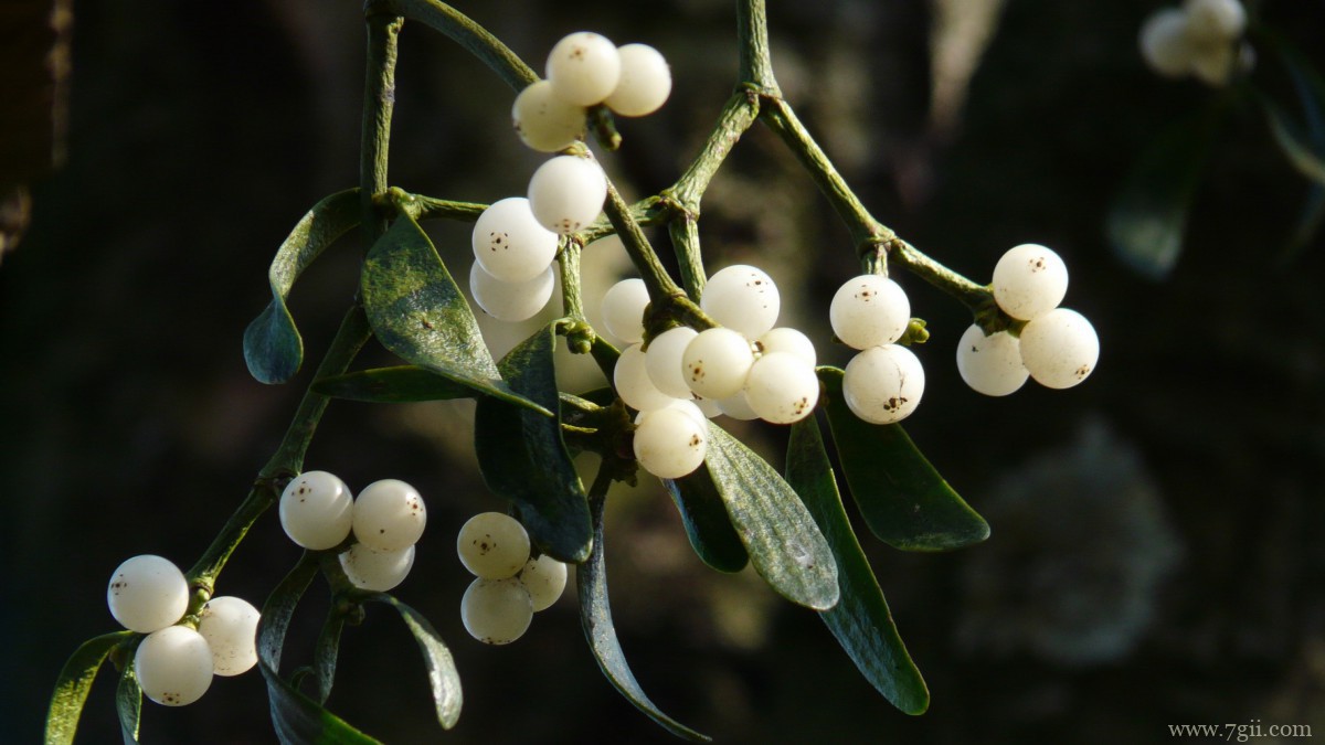 高清槲寄生图片