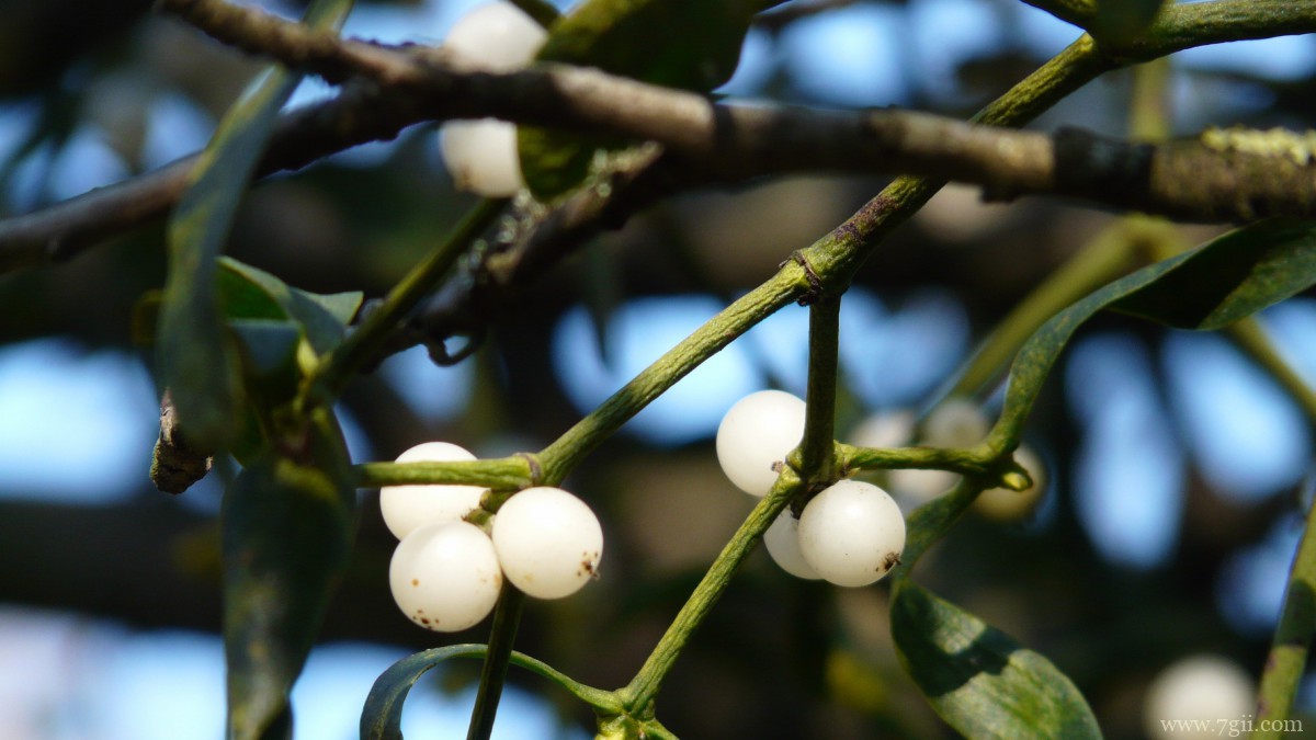 高清槲寄生图片