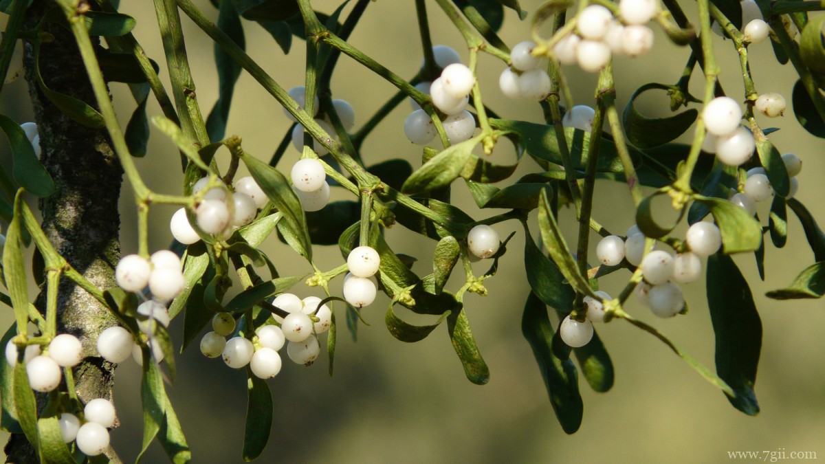 高清槲寄生图片