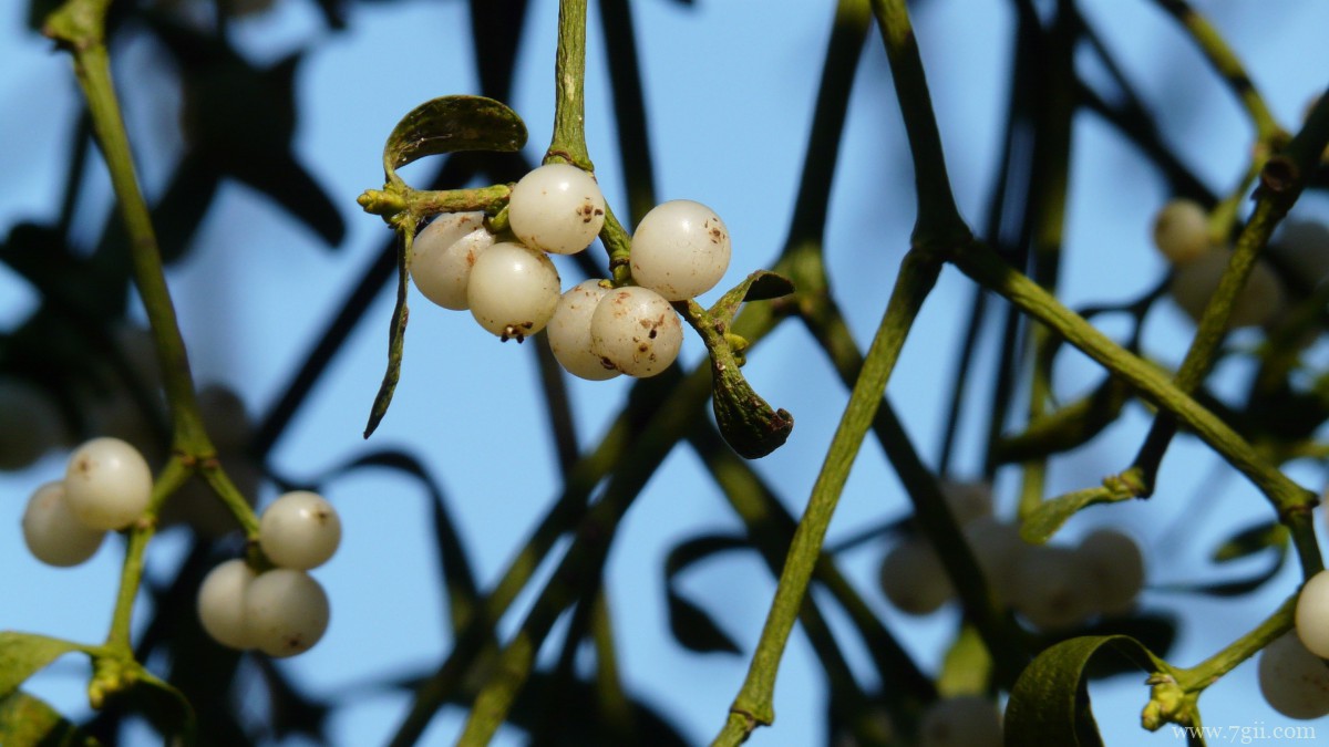 高清槲寄生图片