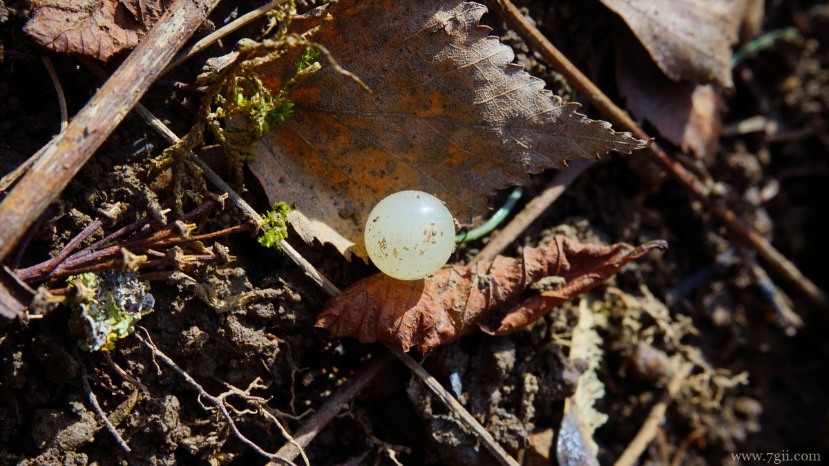 高清槲寄生图片
