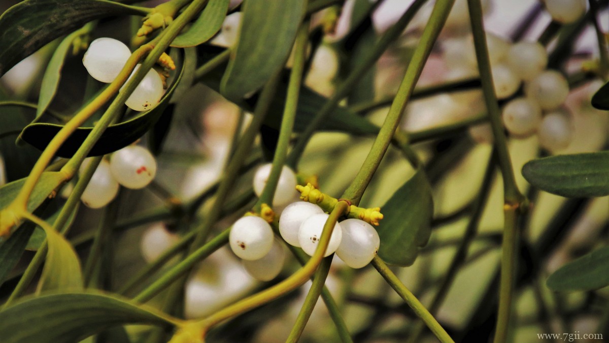 高清槲寄生图片