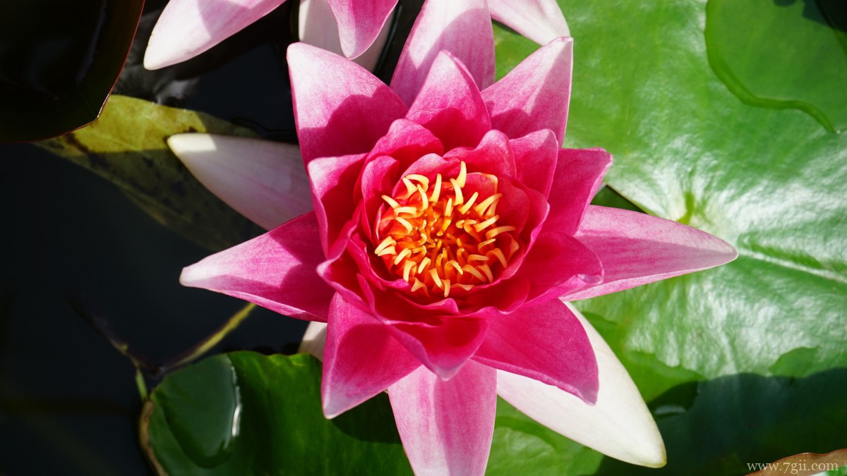 池塘里优雅的睡莲图片