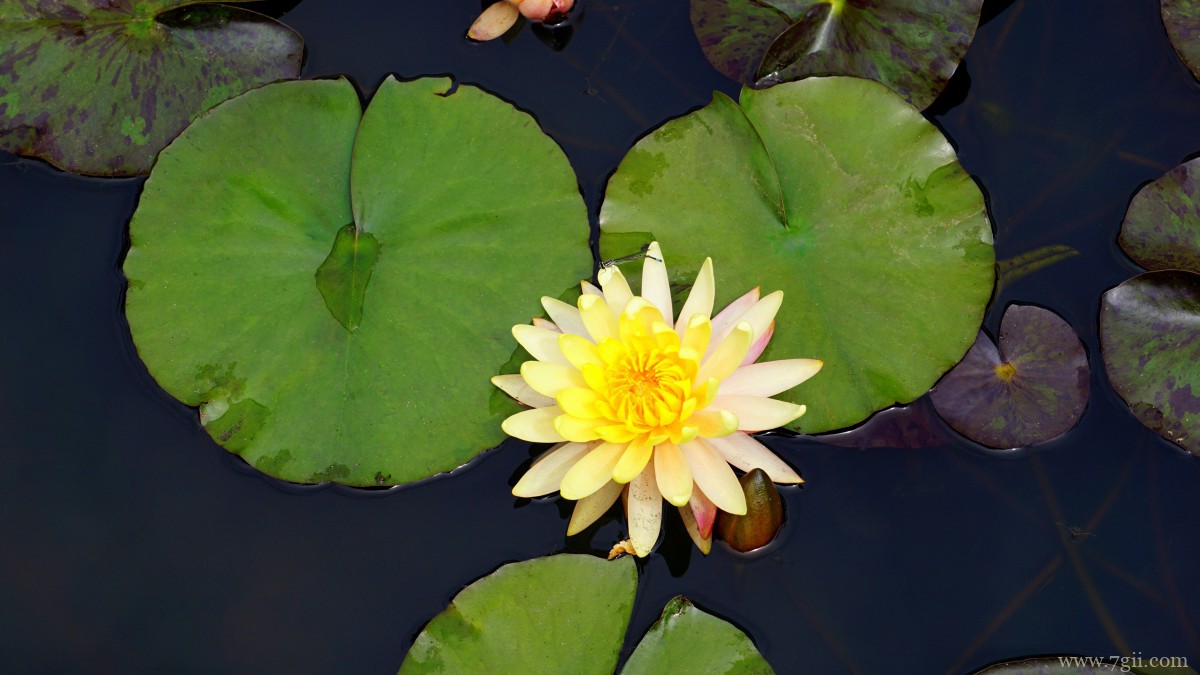 池塘里优雅的睡莲图片