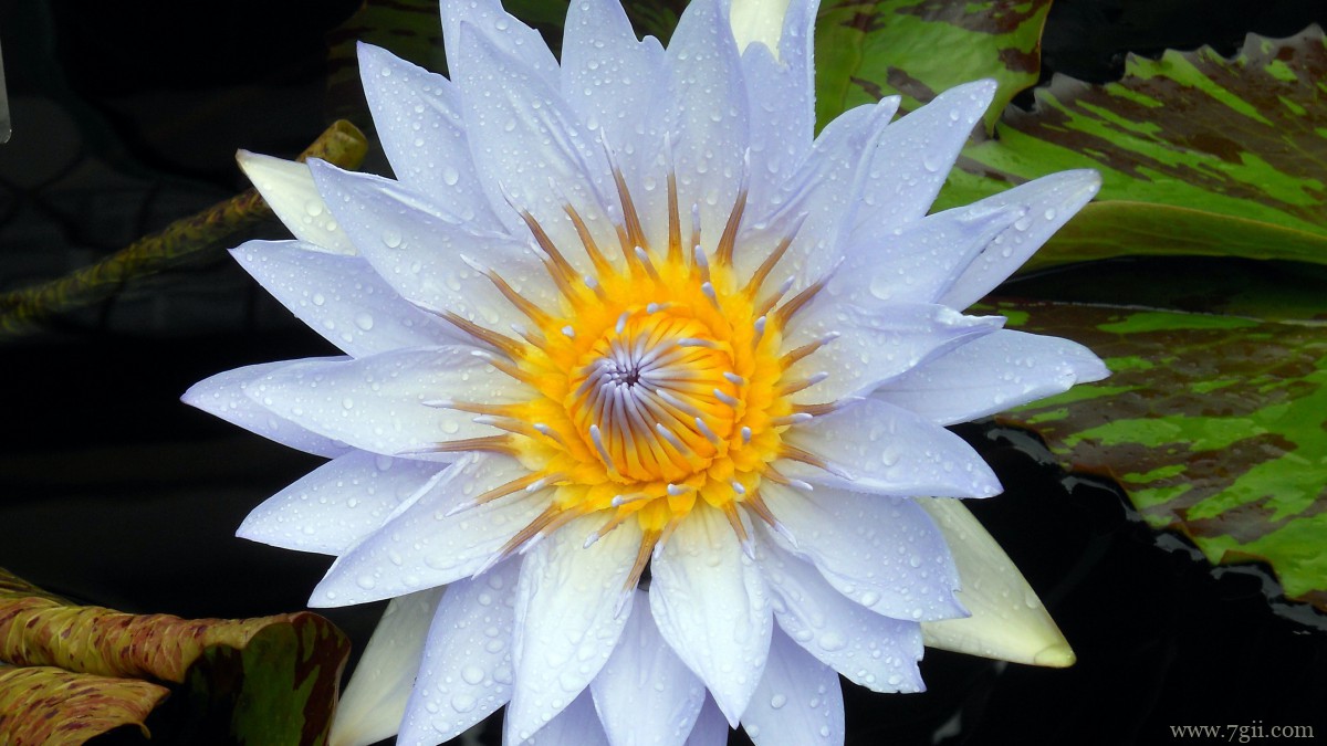 池塘里优雅的睡莲图片