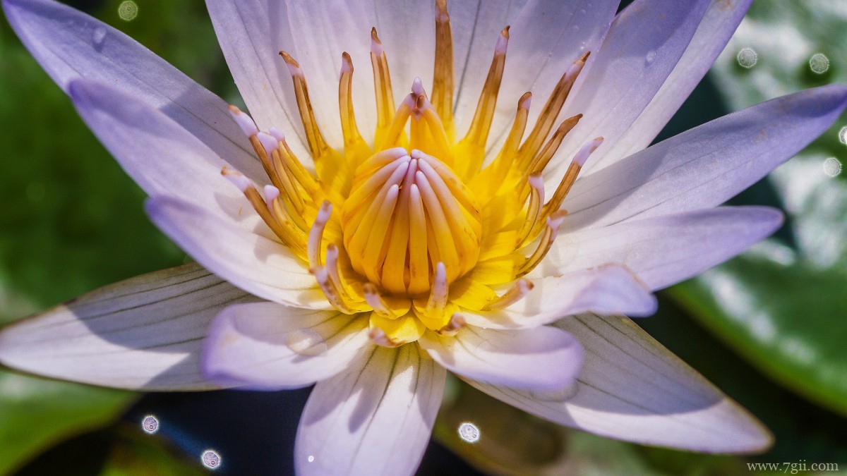 池塘里优雅的睡莲图片