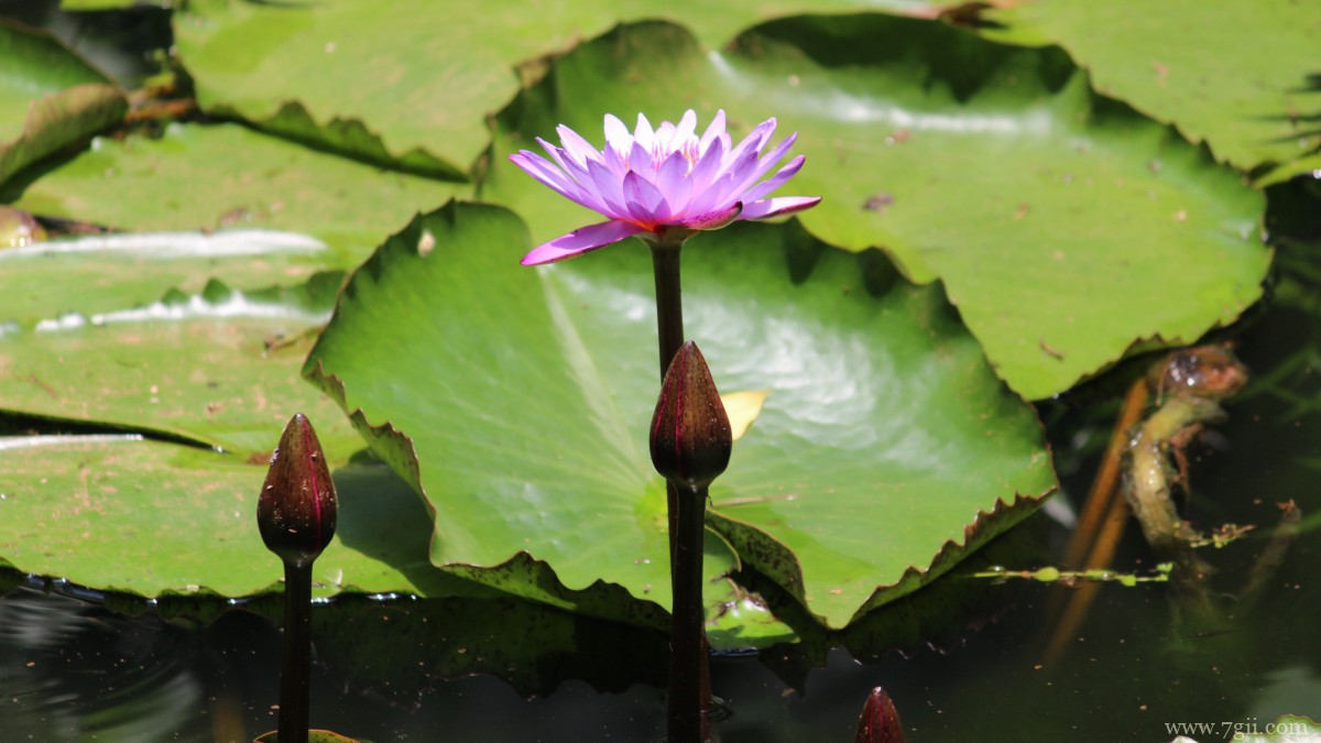 池塘里优雅的睡莲图片