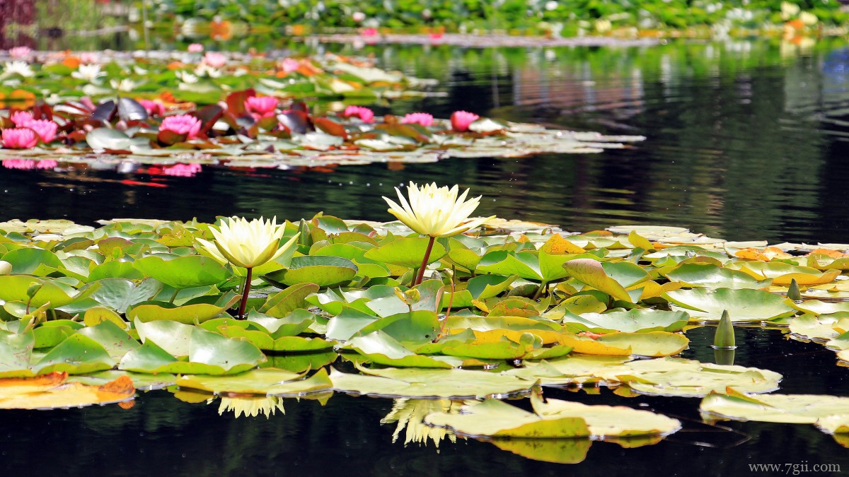池塘里优雅的睡莲图片