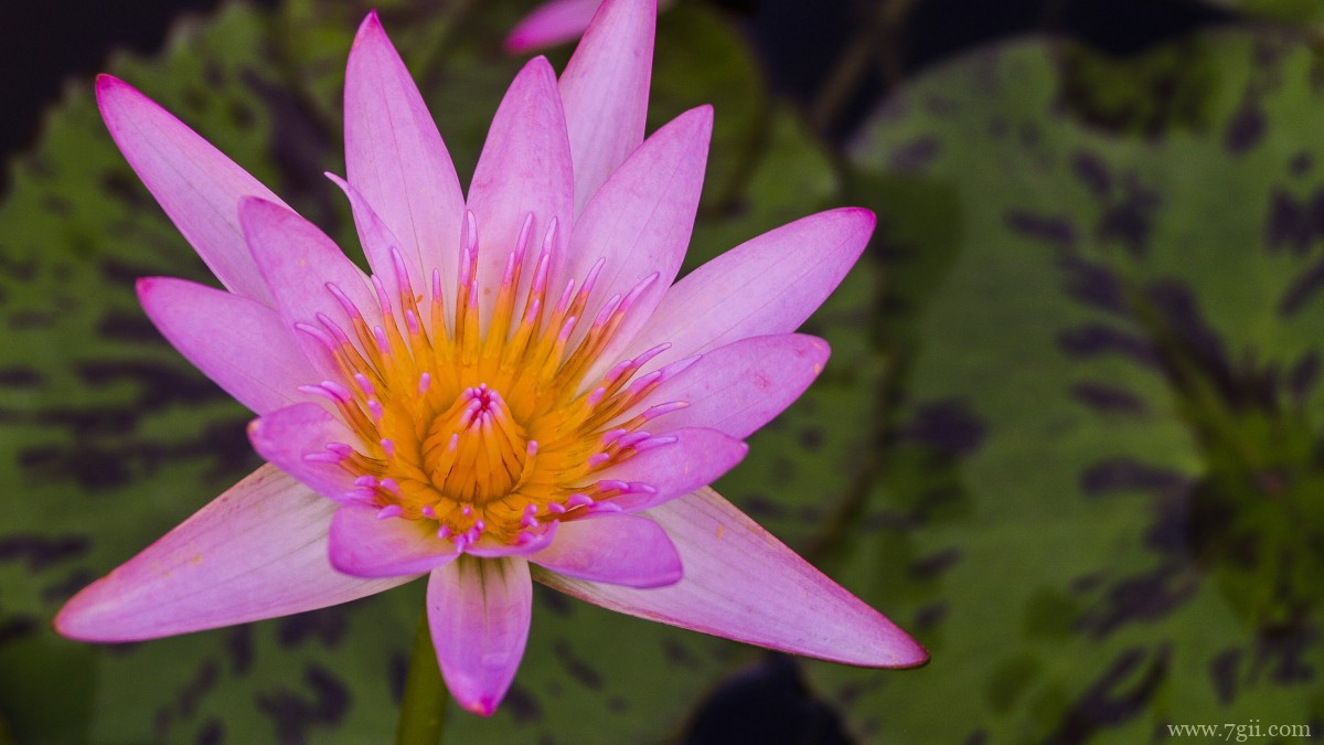 池塘里优雅的睡莲图片