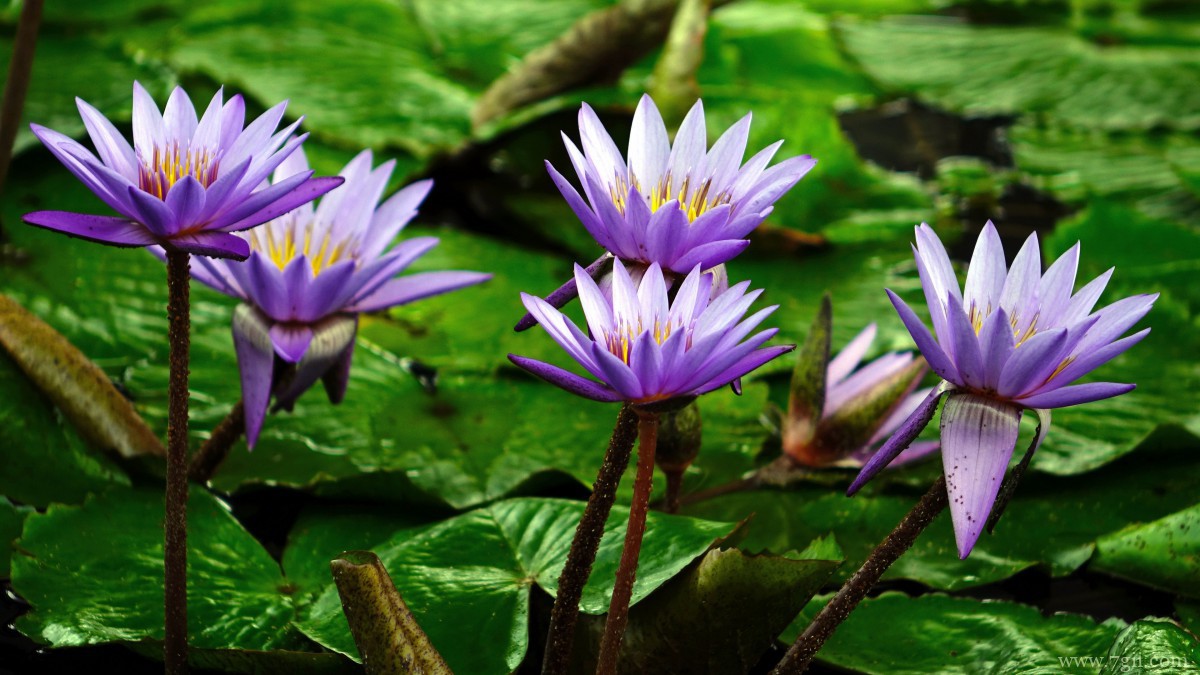池塘里优雅的睡莲图片