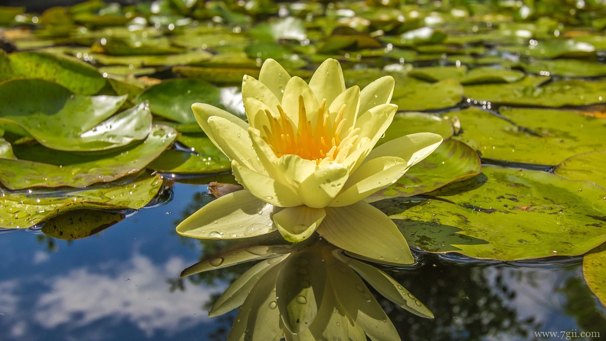 池塘里优雅的睡莲图片
