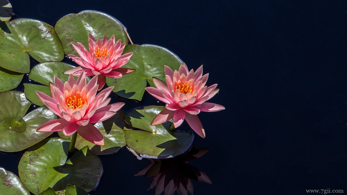 池塘里优雅的睡莲图片