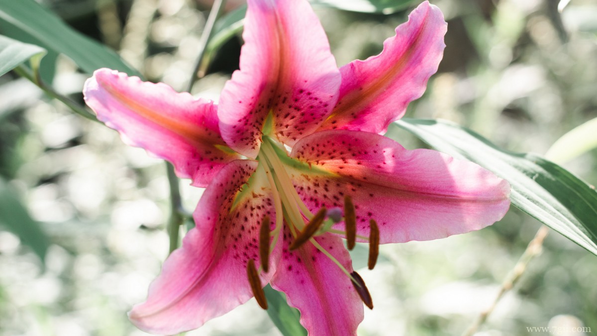 百合花图片大全大图