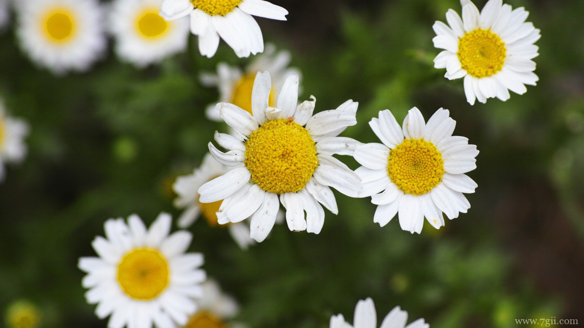 高清雏菊图片大全