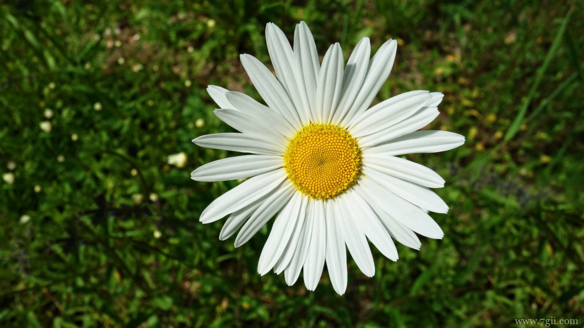 高清雏菊图片大全
