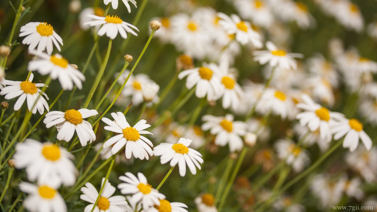 高清雏菊图片大全