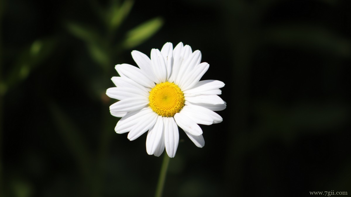 高清雏菊图片大全