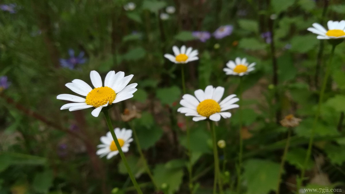 高清雏菊图片大全