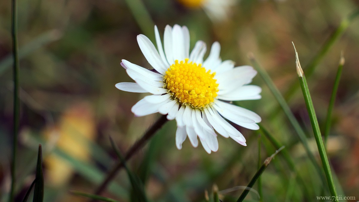 高清雏菊图片大全
