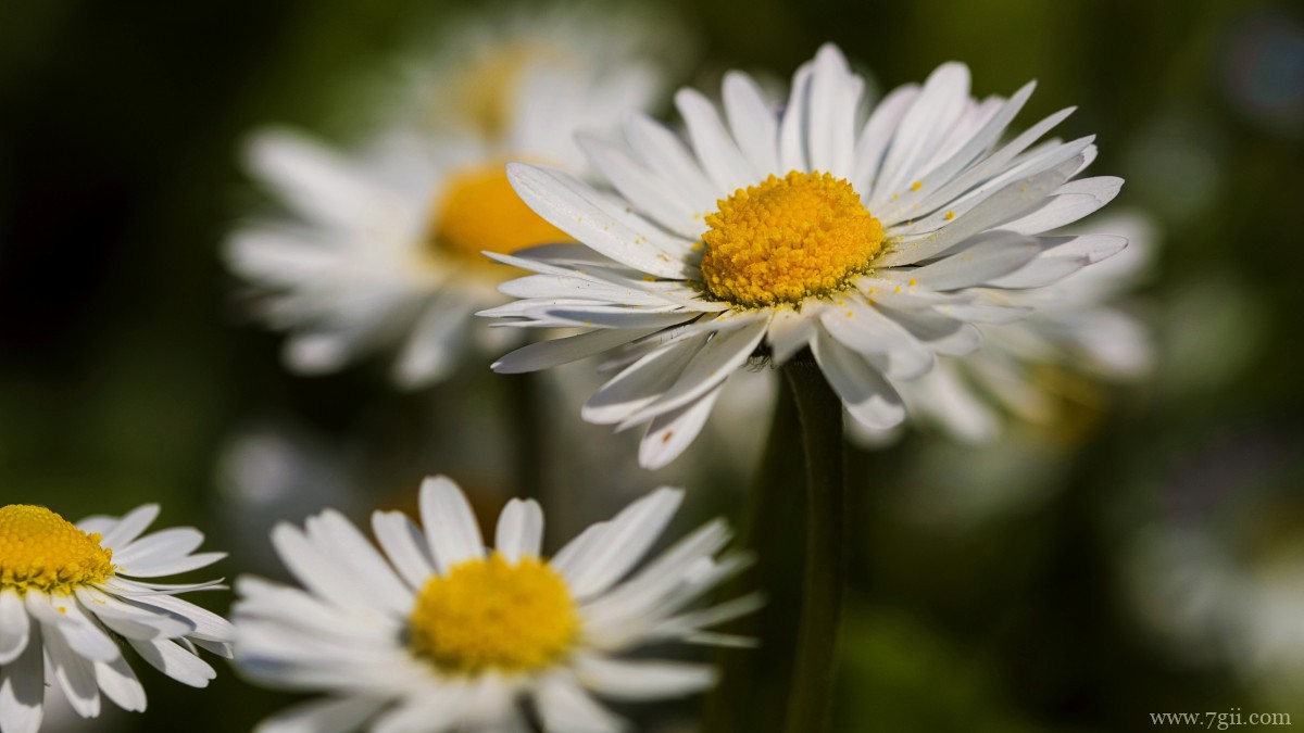 高清雏菊图片大全
