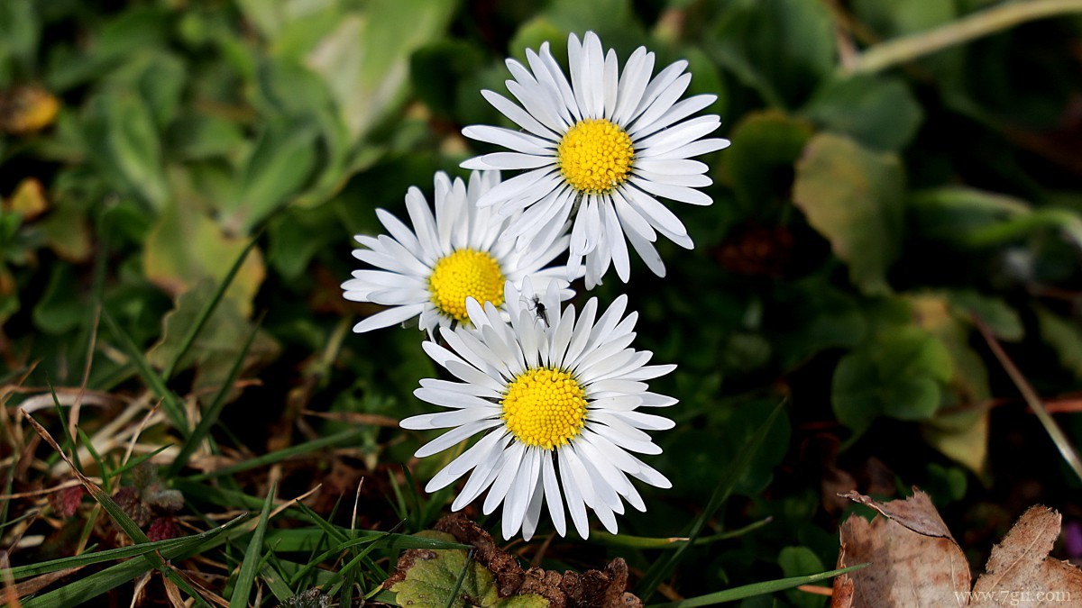 高清雏菊图片大全