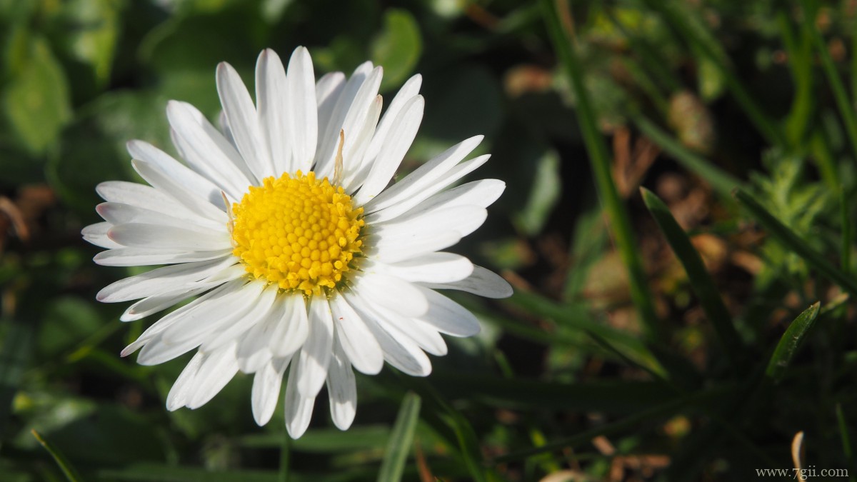 高清雏菊图片大全