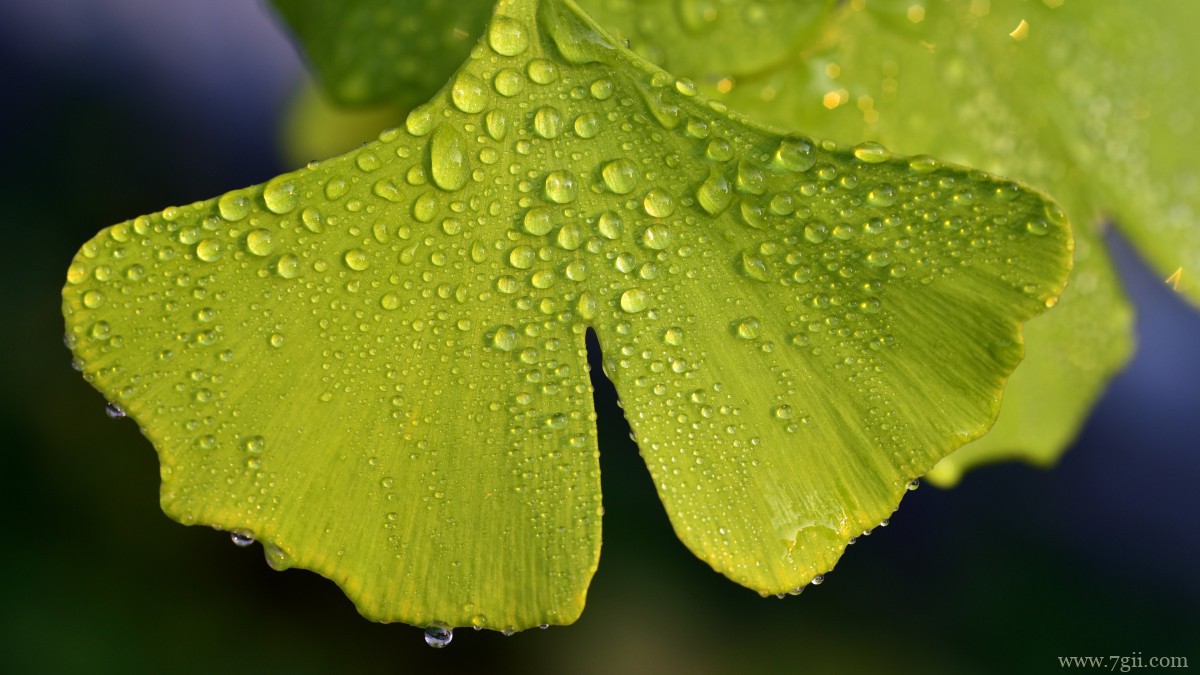 高清银杏树叶图片