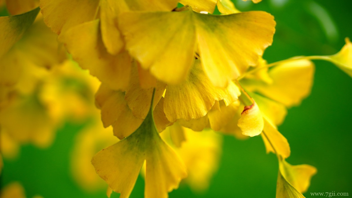 高清银杏树叶图片