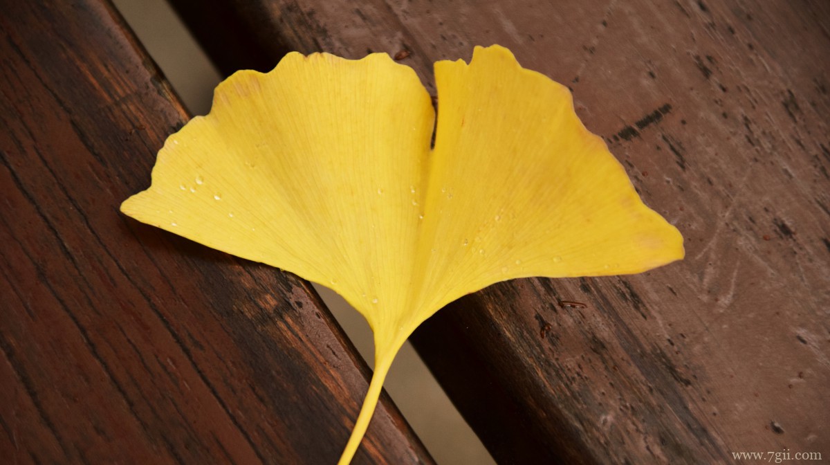 高清银杏树叶图片